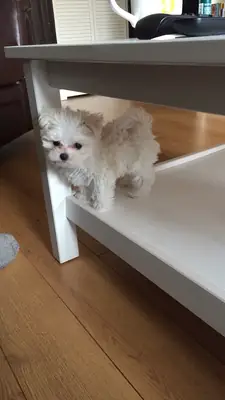 马尔济斯犬待领养（付费）| 性格温顺，适合家庭饲养