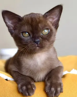 Havana Brown for Sale | Rare and Elegant Breed