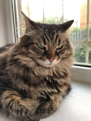 Kurilian Bobtail for Sale | Special Breed with Short Tail