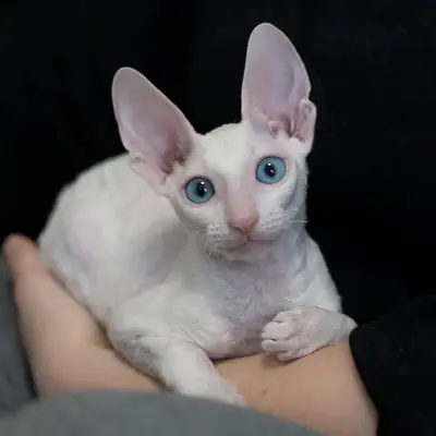 Minskin for Sale | Small and Affectionate