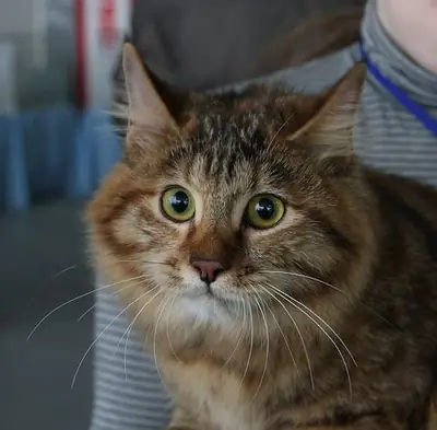 Pixie Bob for Sale | Wild-Looking House Cat