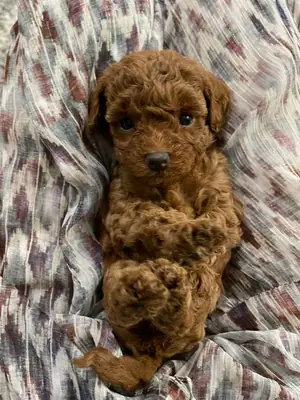 Poodle Satılık Balıkesir | Bakımlı ve Sağlıklı