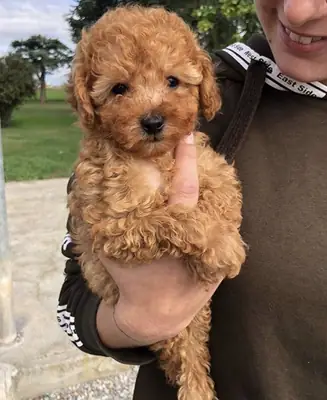 Poodle Satılık İstanbul | Eğitime Uygun Zeki Irk