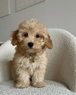 Poodle Satılık İstanbul | Mini Boy ve Sağlıklı