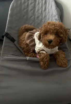 Poodle Satılık Ankara | Sosyal ve Oyuncu