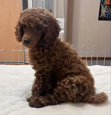 İstanbul’da Satılık Poodle | Ev Ortamında Büyümüş, Sosyal