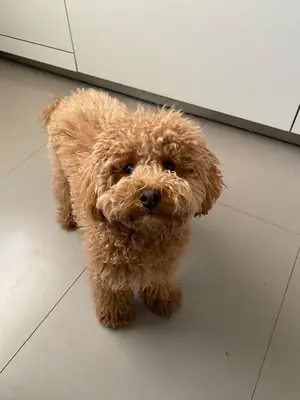 Satılık Poodle İstanbul | Zeki, Oyuncu ve Aile Dostu