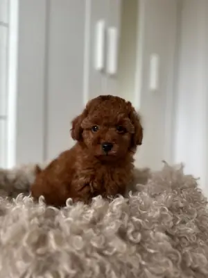 İstanbul’da Satılık Poodle | Alerji Dostu Tüy Yapısı