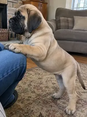 Этот милый мастиф заслуживает дома, где он сможет получать любовь, внимание и надлежащий уход.