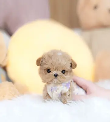 训练有素的马尔济斯犬，准备免费领养。