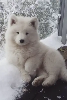 🏔️🐾 **您下一个冒险伙伴**