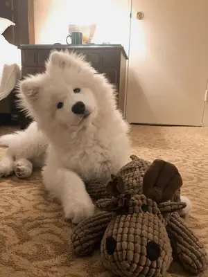 🤍🐶 **Sevimlilik dolu bir arkadaş**