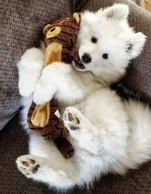🏠🐾 **他会成为你家里的新成员吗？**