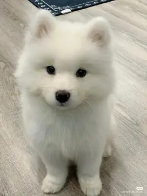 🤍🐶 **Petit Samoyède, grand cœur**