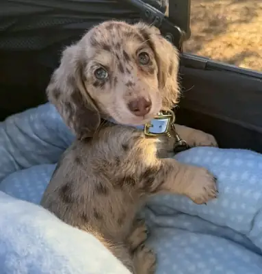 💗🐾 Этот такса ждет нового шанса.