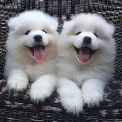 🤍🐶 **Belleza, ternura y compañía**