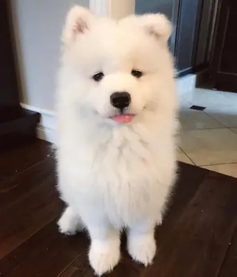 🐶✨ 这只小萨摩耶非常迷人，正在等待与新家庭见面。