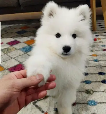 🐶❤️ 一位新朋友在等待认识合适的家庭。