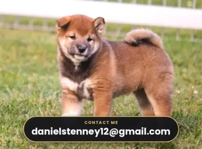 柴犬小狗