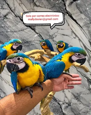 Bébé ara élevé à la main, très apprivoisé et câlin