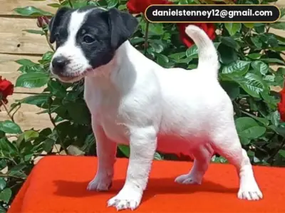 Jack Russell Terrier Yavruları