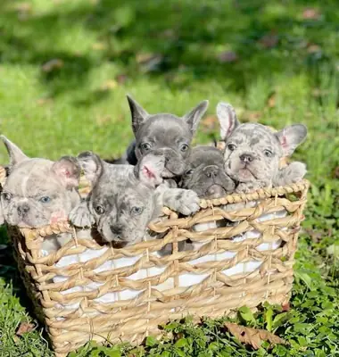 Adorable French Bulldog Puppies Ready Now