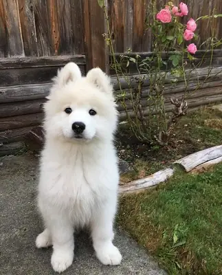 🐶❤️ Quizás aquí está esperando tu nuevo compañero de cuatro patas.