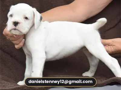 Boxer Puppies