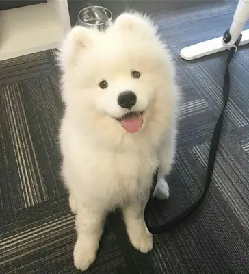 🏡🐶 也许你的家庭还缺少这只小萨摩耶。