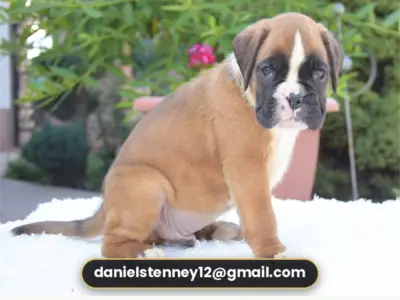 exceptionally Boxer Puppies