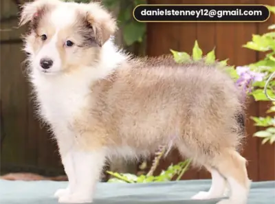 设得兰牧羊犬