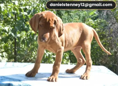 Chiots Vizsla