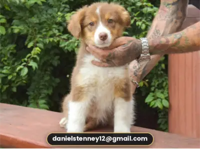 澳大利亚牧羊犬幼犬