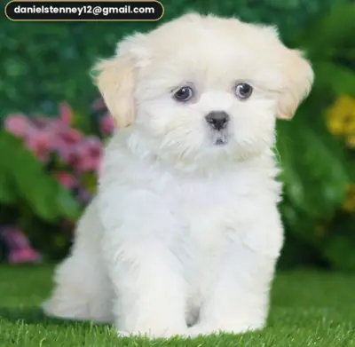 迷人的西施犬小狗
