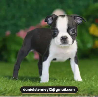 captivating Boston Terrier puppies