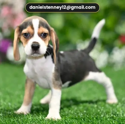 Beagle puppies