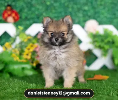charming Pomeranian