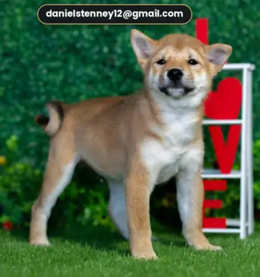柴犬幼犬