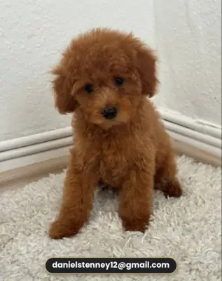 马尔济斯贵宾犬幼犬