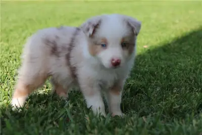 纯种澳大利亚牧羊犬幼犬。