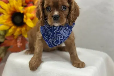 纯种骑士查尔斯王小猎犬幼犬。