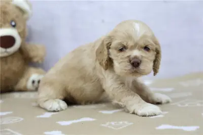 Safkan Cocker Spaniel Yavruları