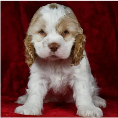 纯种母公可卡犬幼犬