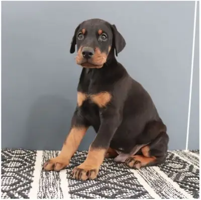 Cachorros de Doberman de pura raza