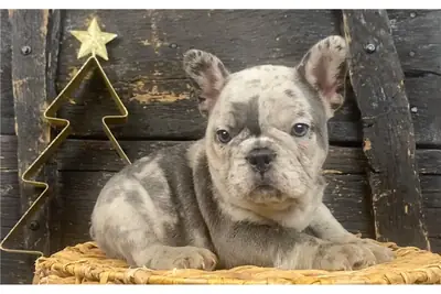 Cachorros de Bulldog Francés de pura raza.