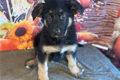 Safkan Alman çoban köpeği yavruları.