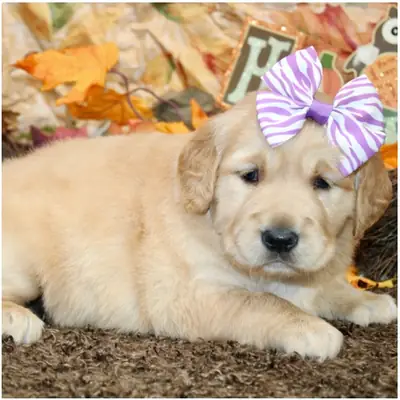 Safkan dişi ve erkek Golden Retriever yavruları.