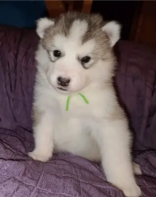 注册于犬舍俱乐部的阿拉斯加马拉穆特幼犬出售