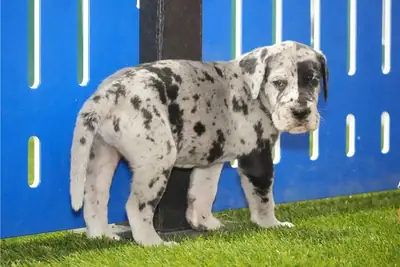 纯种大丹犬幼犬，雄性和雌性。