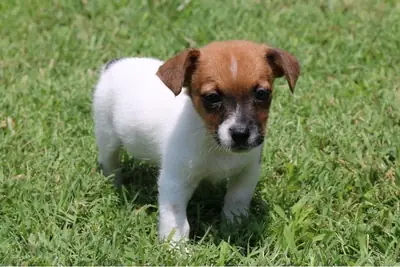 纯种雄性和雌性杰克拉塞尔梗幼犬。